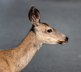 Close up portrait of a Columbian Black-tailed deer doe (Odocoileus hemionus) in the hills of Monterey, California.The black-tail is a type of mule deer of the Pacific Northwest.  - obrazy, fototapety, plakaty