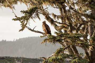 Perched Golden Eagle