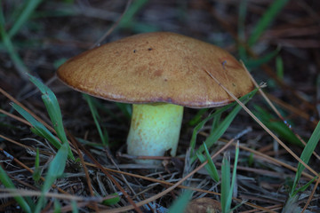 nature park river leisure sunday water fish