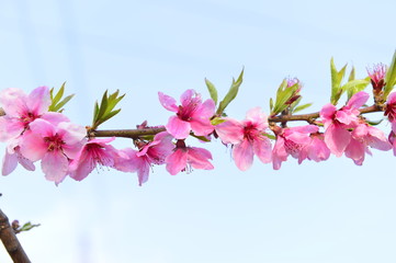 In full bloom in the peach blossom