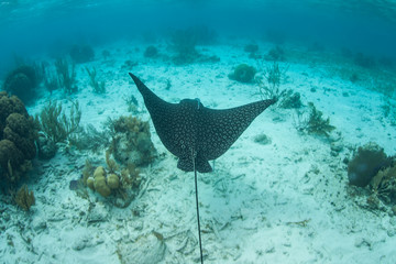 A Spotted eagle ray, Aerobatus narinari, swims in the Caribbean Sea off the coast of Belize. This...