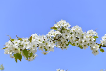 Pear flower in full bloom in spring