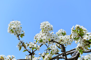 Pear flower in full bloom in spring
