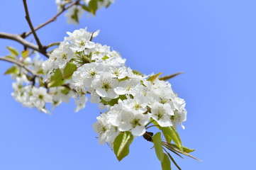 Pear flower in full bloom in spring