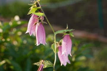 Tokyo,Japan-June 14, 2019: Bellflower or Campanula punctata in the morning sun