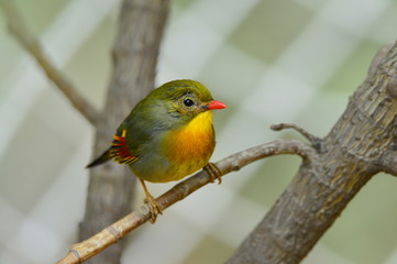 The outdoor fringillidae birds in the park