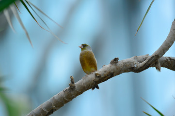 The outdoor fringillidae birds in the park