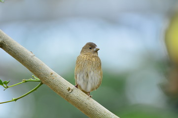 The outdoor fringillidae birds in the park