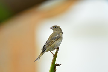 The outdoor fringillidae birds in the park