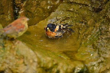 The outdoor fringillidae birds in the park