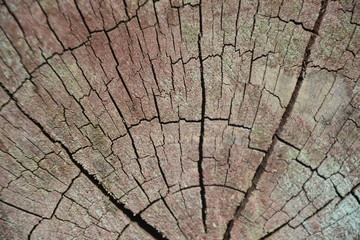 old wood texture