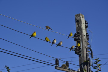 birds on wire