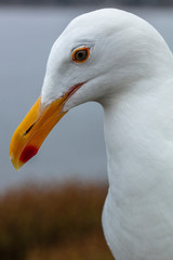 Closeup portrait of a white seagull in a coastal area