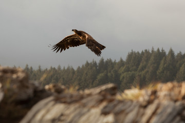 Golden Eagle Flying