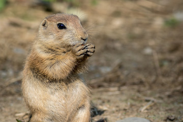 Prairie Dog (Cynomys) closeup eating a carrot
