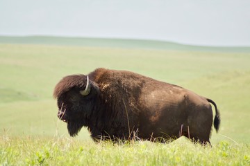 Bison in Tall grass prairie NP 03