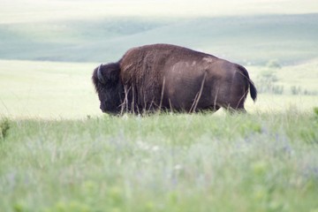 Bison in Tall grass prairie NP 02