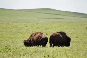 Bison in Tall grass prairie NP 01