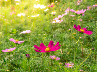 Pink Cosmos flowers blooming in the garden.shallow focus effect