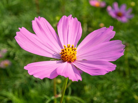 Pink Cosmos flowers blooming in the garden.shallow focus effect.