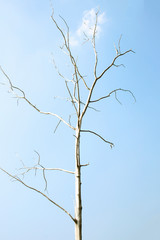 Dry tree