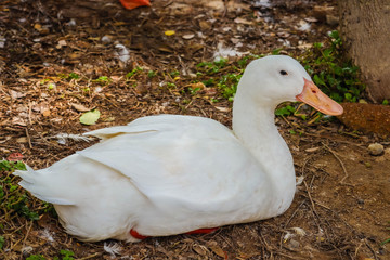 Pekin duck in the field