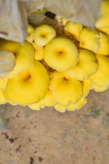 Naklejka na ściany i meble Yellow mushrooms in farms