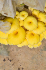 Fototapeta na wymiar Yellow mushrooms in farms