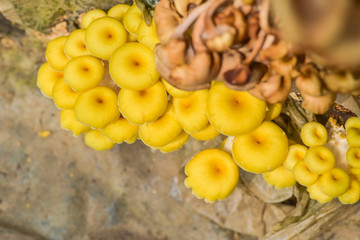 Yellow mushrooms in farms