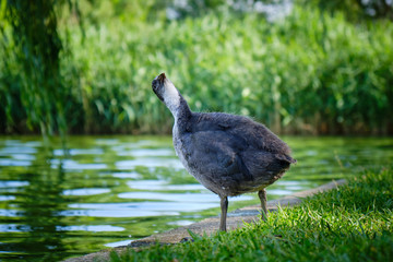 Juvenile Eurasian coot (Fulica atra) looking up in search for predators, on the shore of an urban...