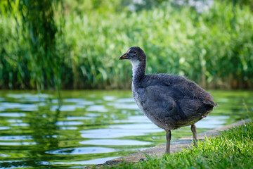 Young Eurasian coot (Fulica atra) on the shore of an urban lake in Bucharest, Romania. These birds are found in Europe, Asia, Australia and parts of Africa.