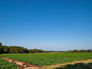 Fototapeta na wymiar Peanut fields in the USA