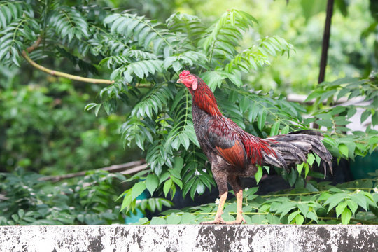 Rooster chicken standing on the concrete fence at country side of Thailand in the morning time