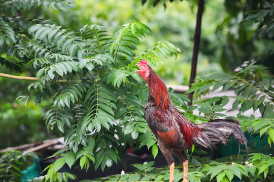 Rooster chicken standing on the concrete fence at country side of Thailand in the morning time