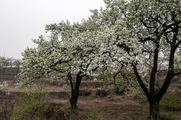 Spring flowering landscape of pear trees in Qianxi, Hebei, China
