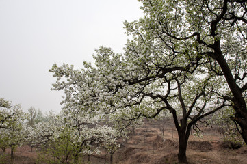 Spring flowering landscape of pear trees in Qianxi, Hebei, China