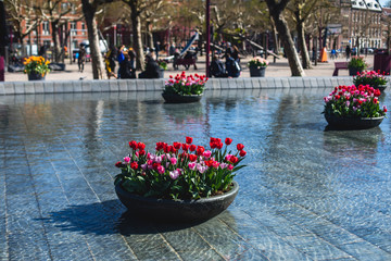 Obraz premium View of Amsterdam streets with blooming different coloured tulips in the sunny spring day, Netherlands