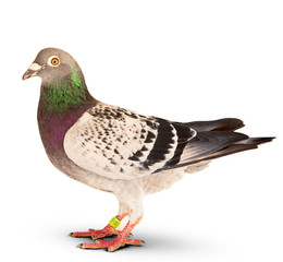 full body of speed racing pigeon bird standing isolate white background