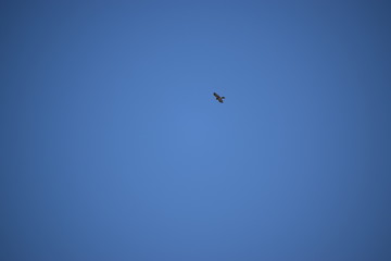Eagle in the sky
