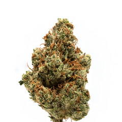 Orange Creamsicle - Medical Cannabis Weed Bud
