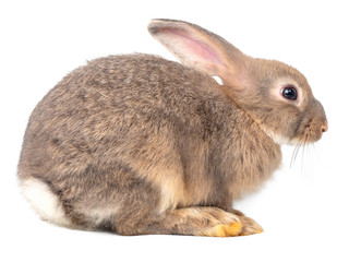 Gray cute young rabbit isolated on white background. Lovely young rabbit sitting.