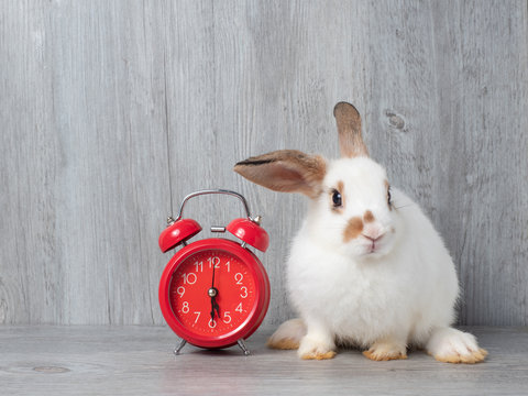 Cute White Rabbit And The Red Alarm Clock On Wooden Background. Lovely  Action Of Young Rabbit.