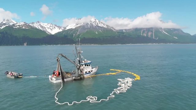 Commercial fishermen competing with sea lions for salmon