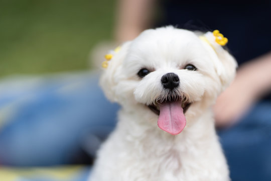マルチーズ犬 の画像 85 416 件の Stock 写真 ベクターおよびビデオ Adobe Stock