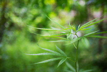 Thai canabis marijuana green plant agriculture leaf.