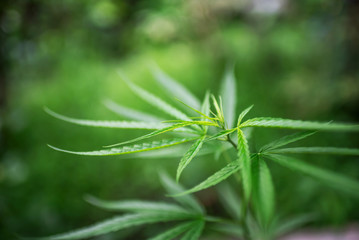 Thai canabis marijuana green plant agriculture leaf.