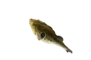 Puffer fish in farms