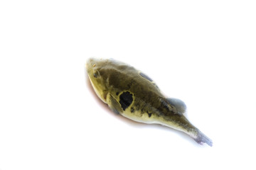 Puffer fish in farms