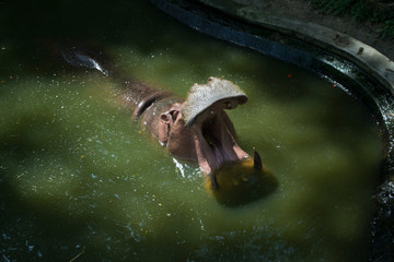 Greet the world. I am a hippopotamus. Cute animal world