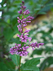 A twig of blossoming lilac shot vertically against a green background